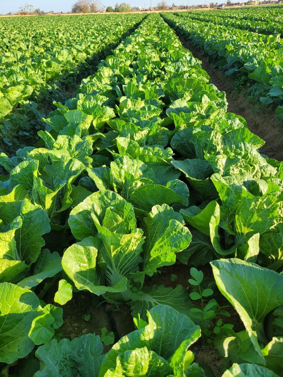 whatsapp image 2025 08 27 at 16.16.01 cda31461