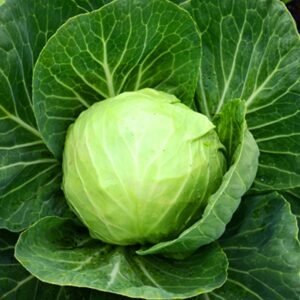 Home cabbage